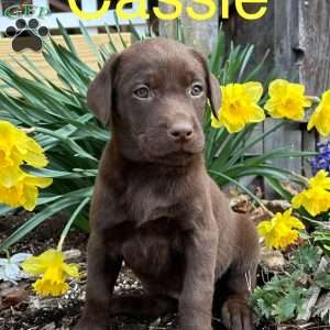 Cassie, Chocolate Labrador Retriever Puppy